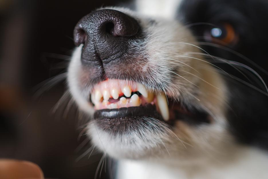 Dog bite injuries. Know your legal rights.